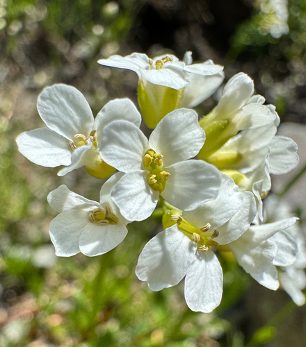 cascade rockcress (Arabis furcata)