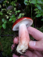 Russula rhodopus