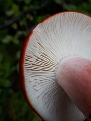 Russula rhodopus