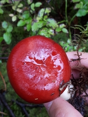 Russula rhodopus