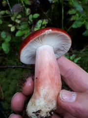 Russula rhodopus