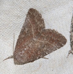 Condica viscosa