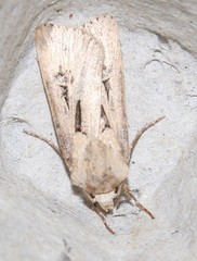 Agrotis spinifera