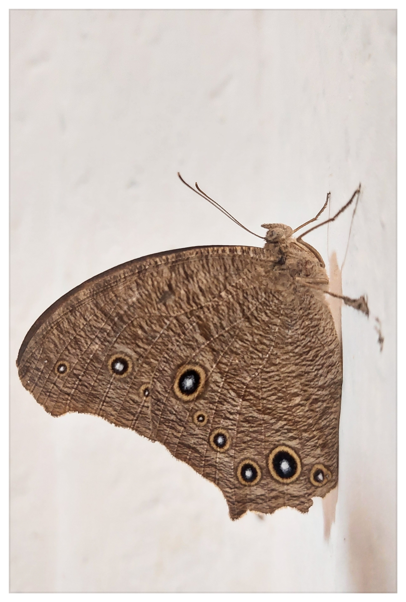 Common Evening Brown