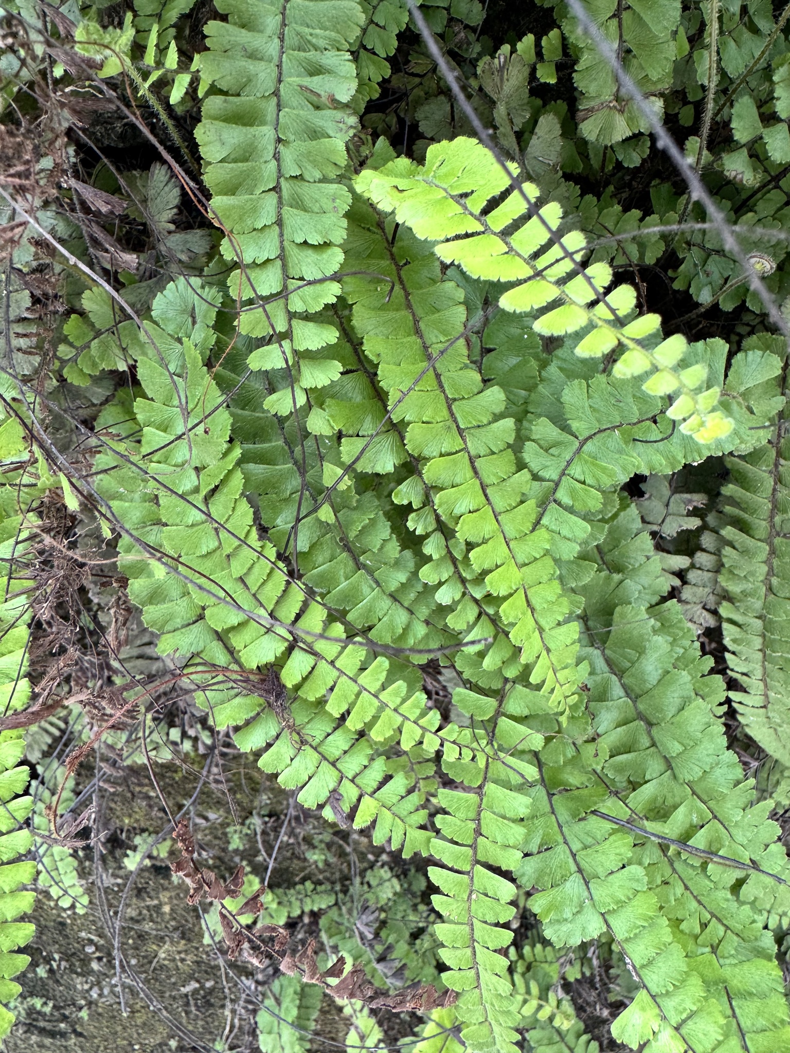 Adiantum ciliatum — ảnh 3