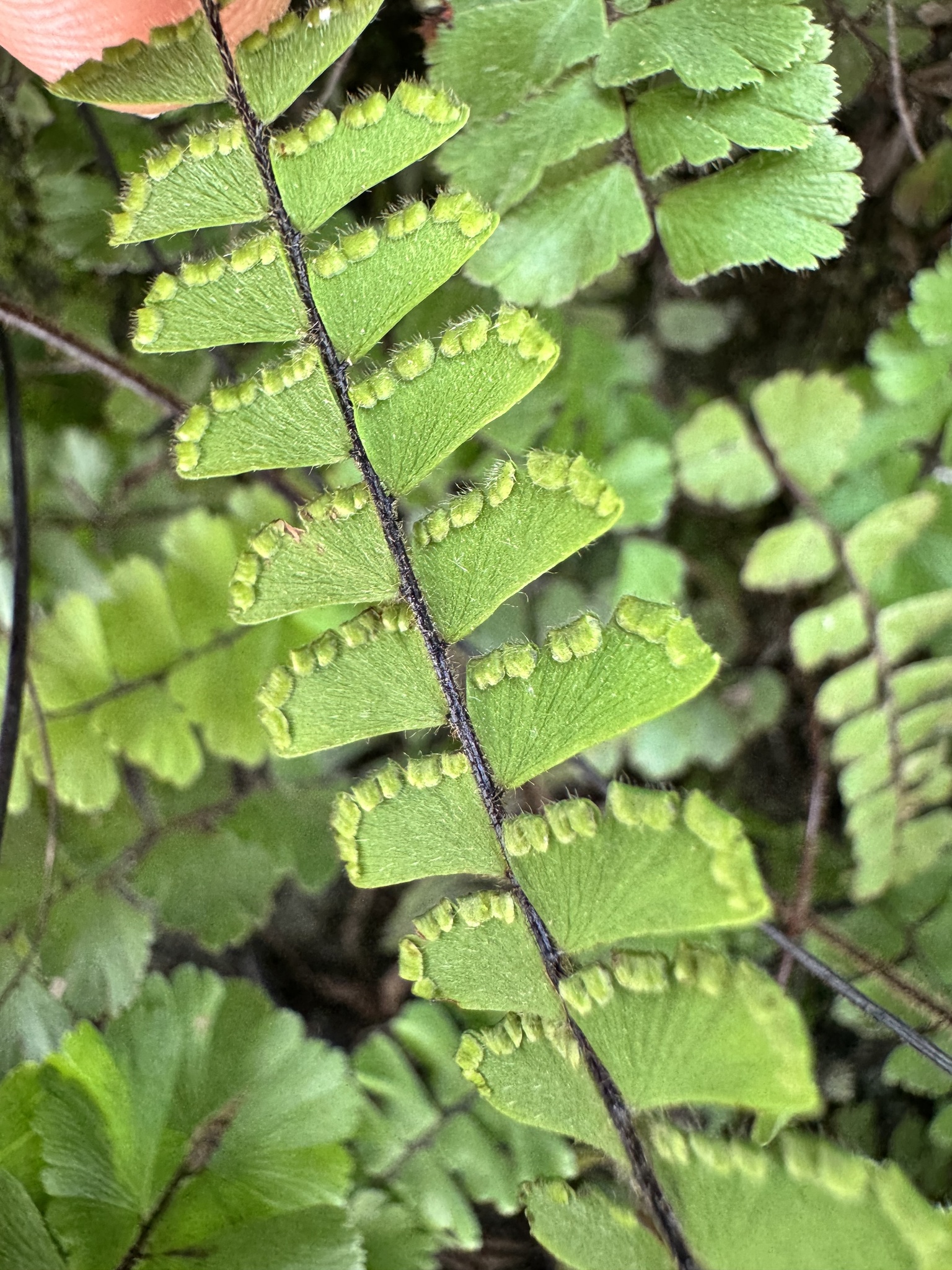 Adiantum ciliatum (Adiantum ciliatum)