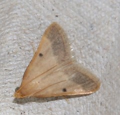 Maradana fuscolimbalis
