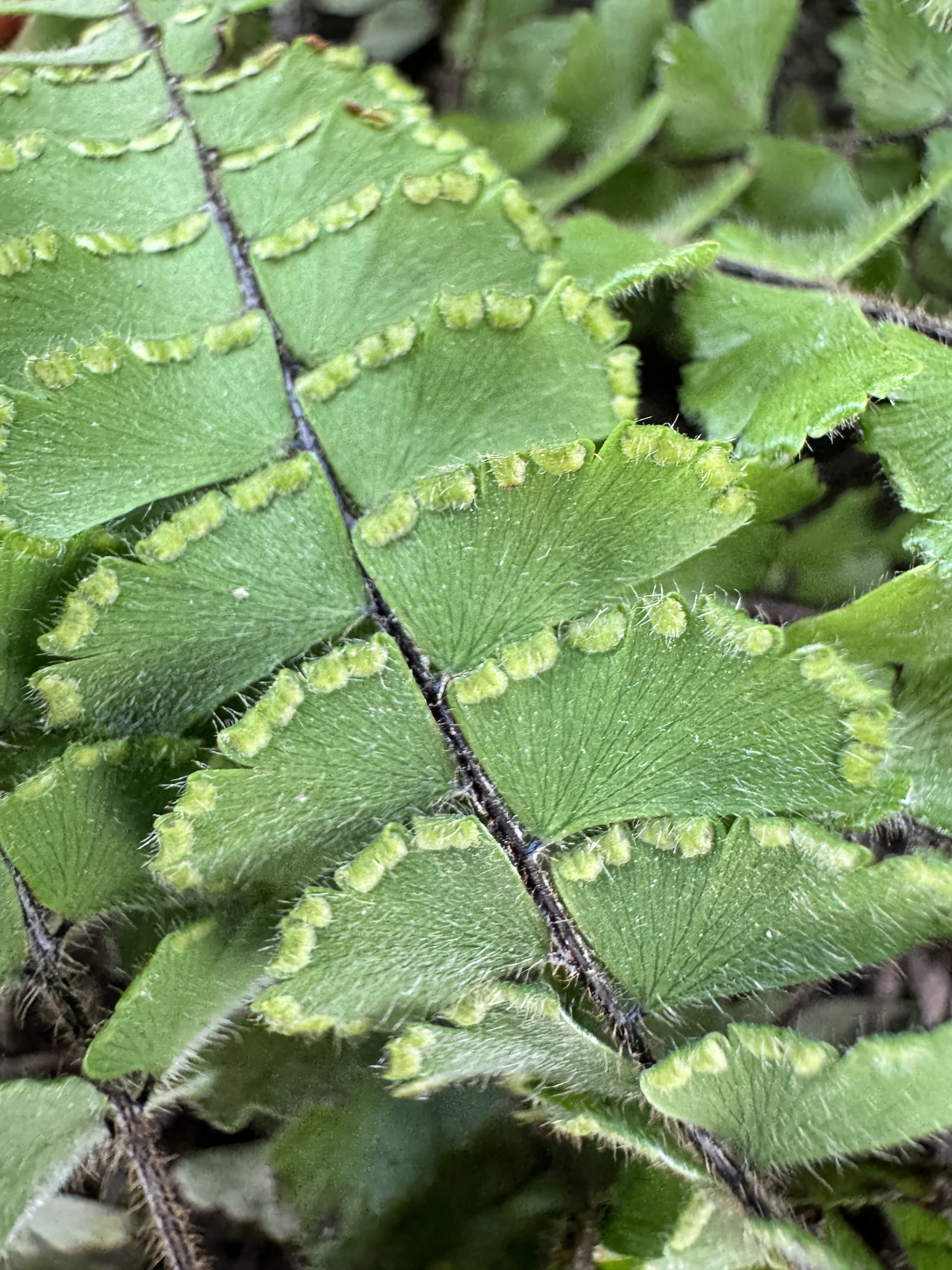 Adiantum ciliatum — ảnh 2