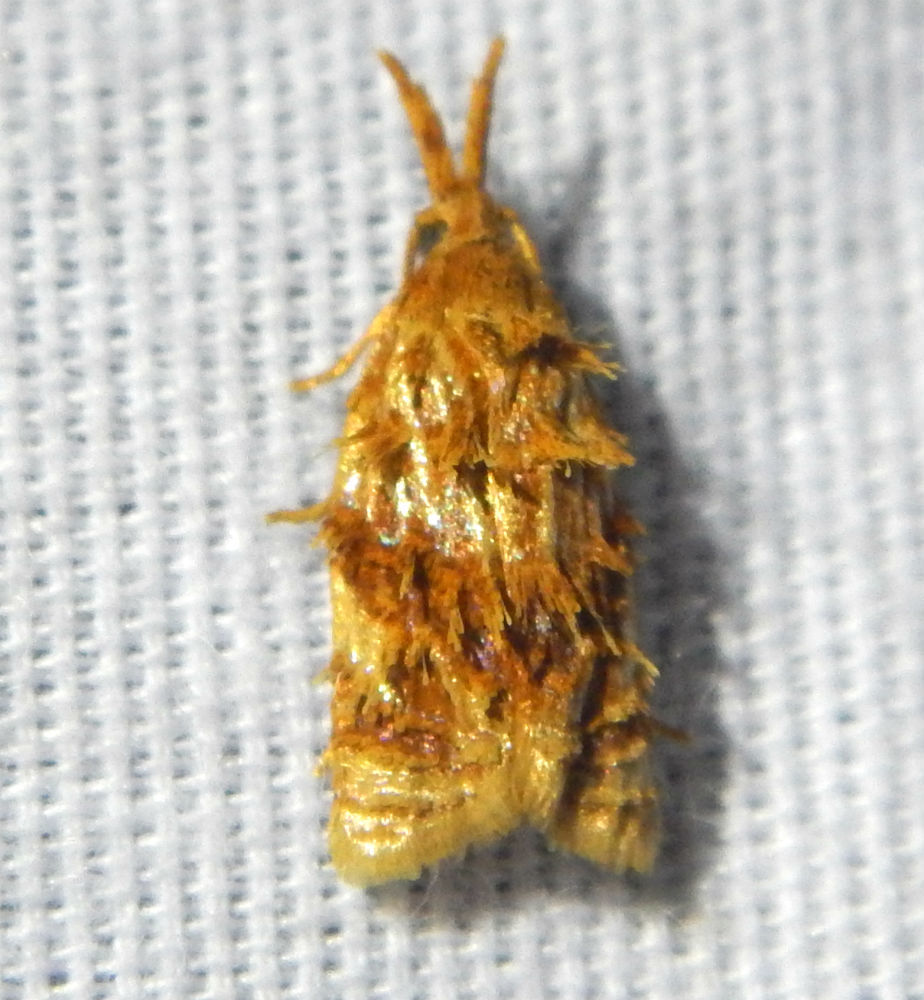 Niasoma