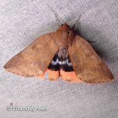 Thyas juno