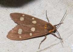 Dysauxes famula