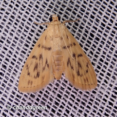Tabidia obvia