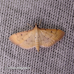 Herpetogramma basalis