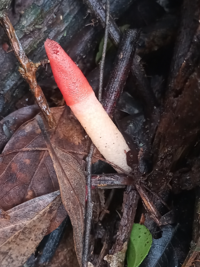 Mutinus elegans · June 2025 · photo: © ronyristow (iNaturalist, cc-by)