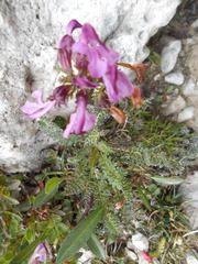 Pedicularis rostratocapitata
