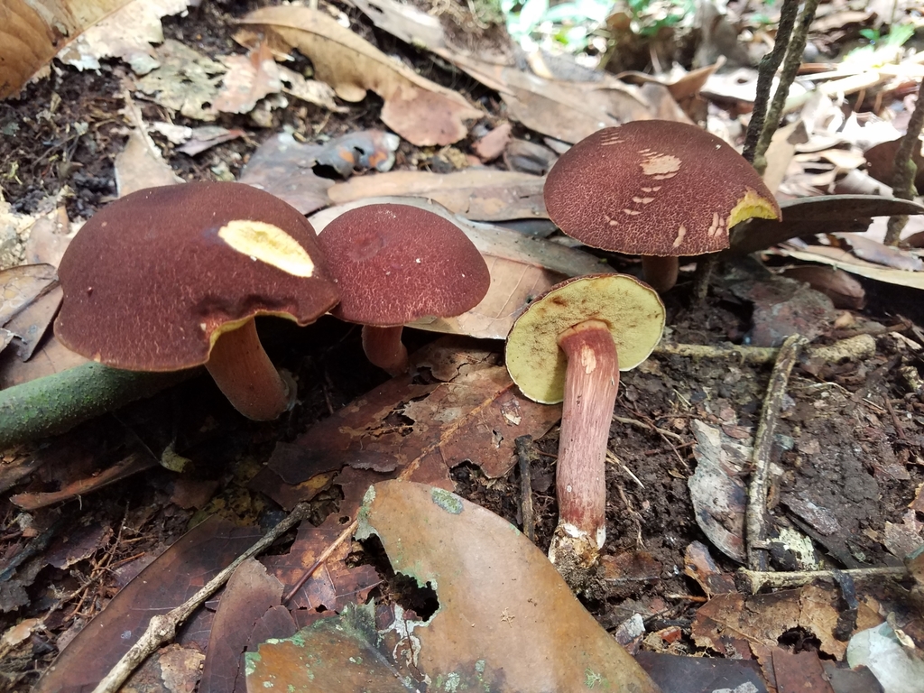 Xerocomus spinulosus