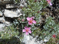 Potentilla nitida