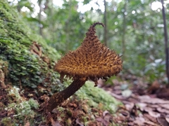 Strobilomyces echinatus