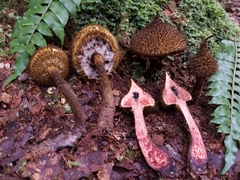 Strobilomyces echinatus