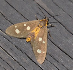 Dysauxes famula