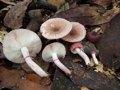 Russula annulata