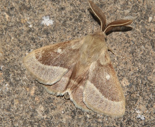 Grass Eggar