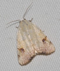 Xanthodes albago