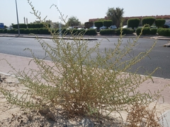 Caroxylon imbricatum