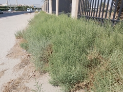 Caroxylon imbricatum