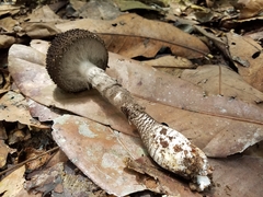 Amanita lanosa