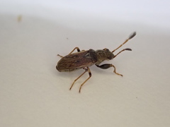 Pseudopachybrachius basalis