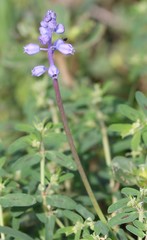 Muscari parviflorum