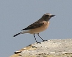 Oenanthe hispanica