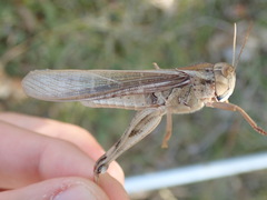 Locusta migratoria cinerascens
