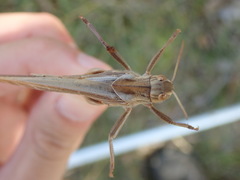 Locusta migratoria cinerascens