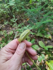 Cypripedium acaule image