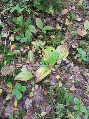 Cypripedium acaule image