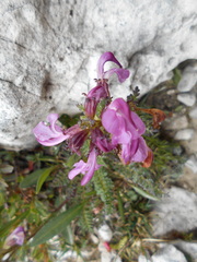 Pedicularis rostratocapitata