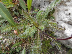 Pedicularis rostratocapitata