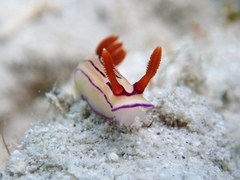 Hypselodoris emma