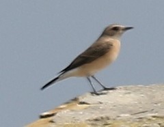 Oenanthe hispanica