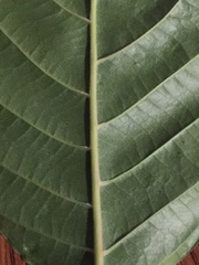 Camptotheca acuminata