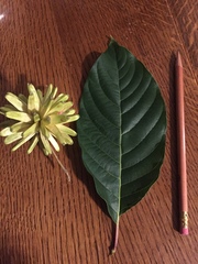 Camptotheca acuminata