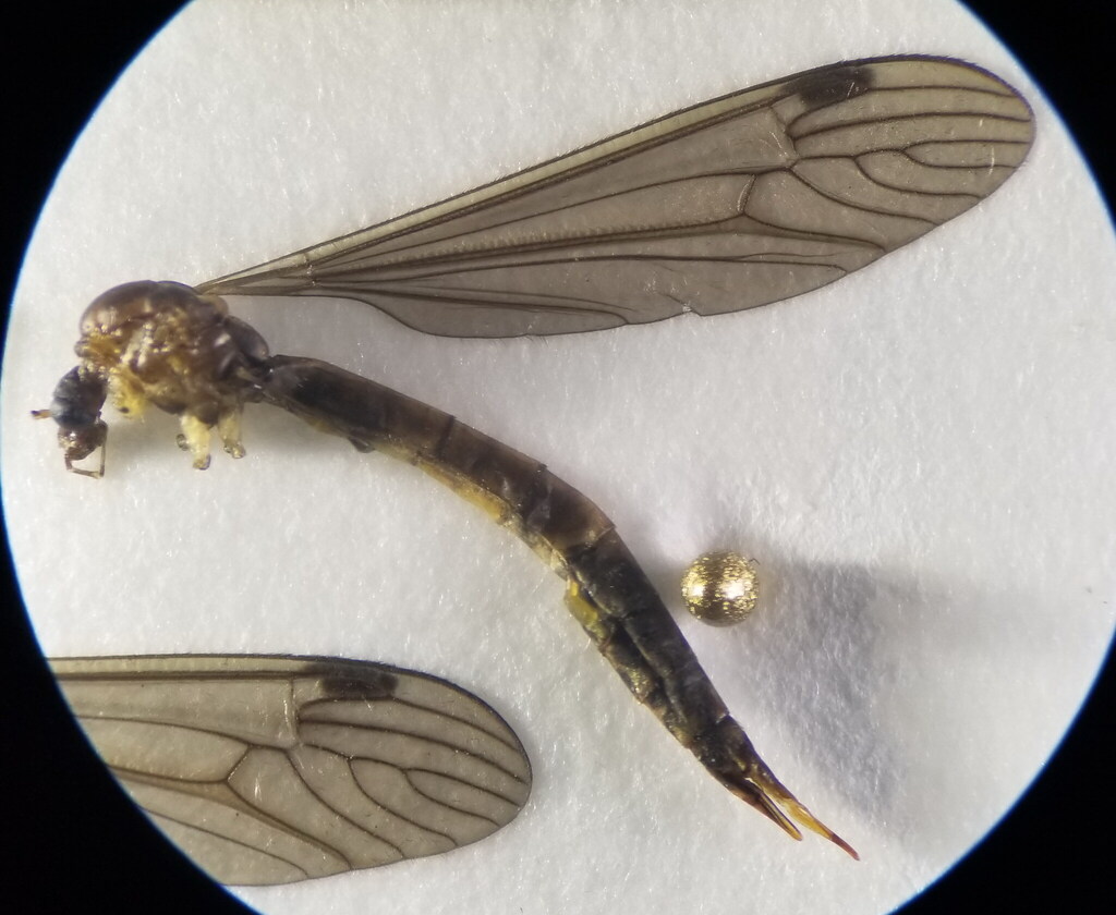 Dolichopeza hispanica