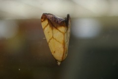 Xanthodes transversa