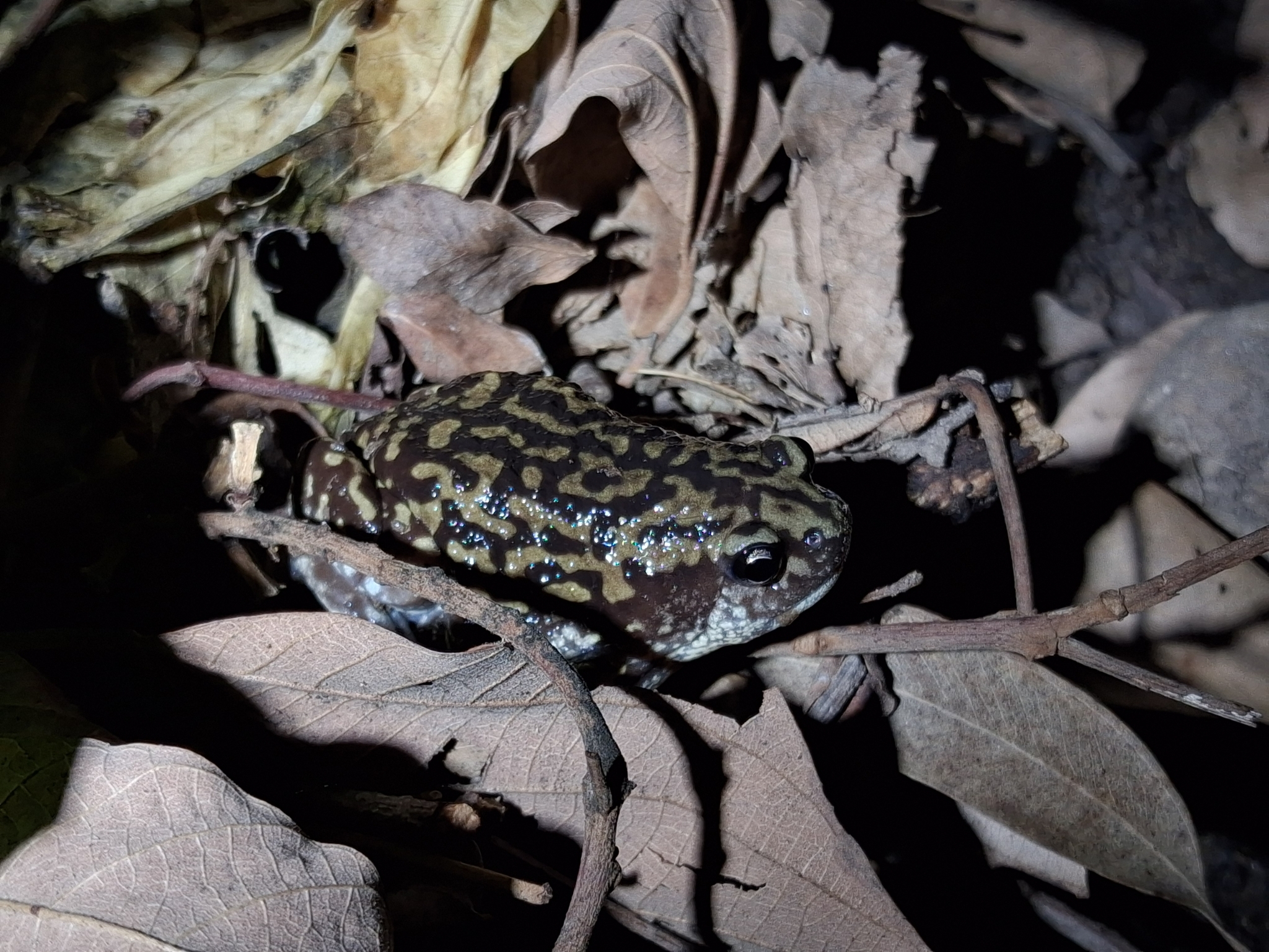 Marbled Balloon Frog