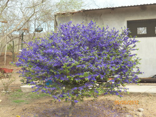 guayacan