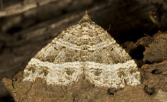 Chrysolarentia subrectaria