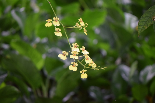 Rossioglossum ampliatum, 2025-06-11