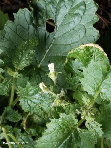 Scrophularia altaica, photograph 5